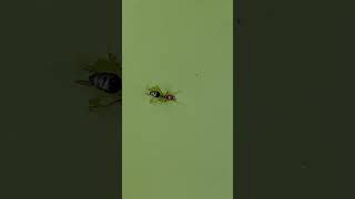Ants Can Swim