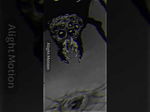 the weaver vs