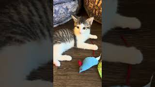 Alvin #adoption #kitten #kittensofinstagram #adoptakitten screenshot 4