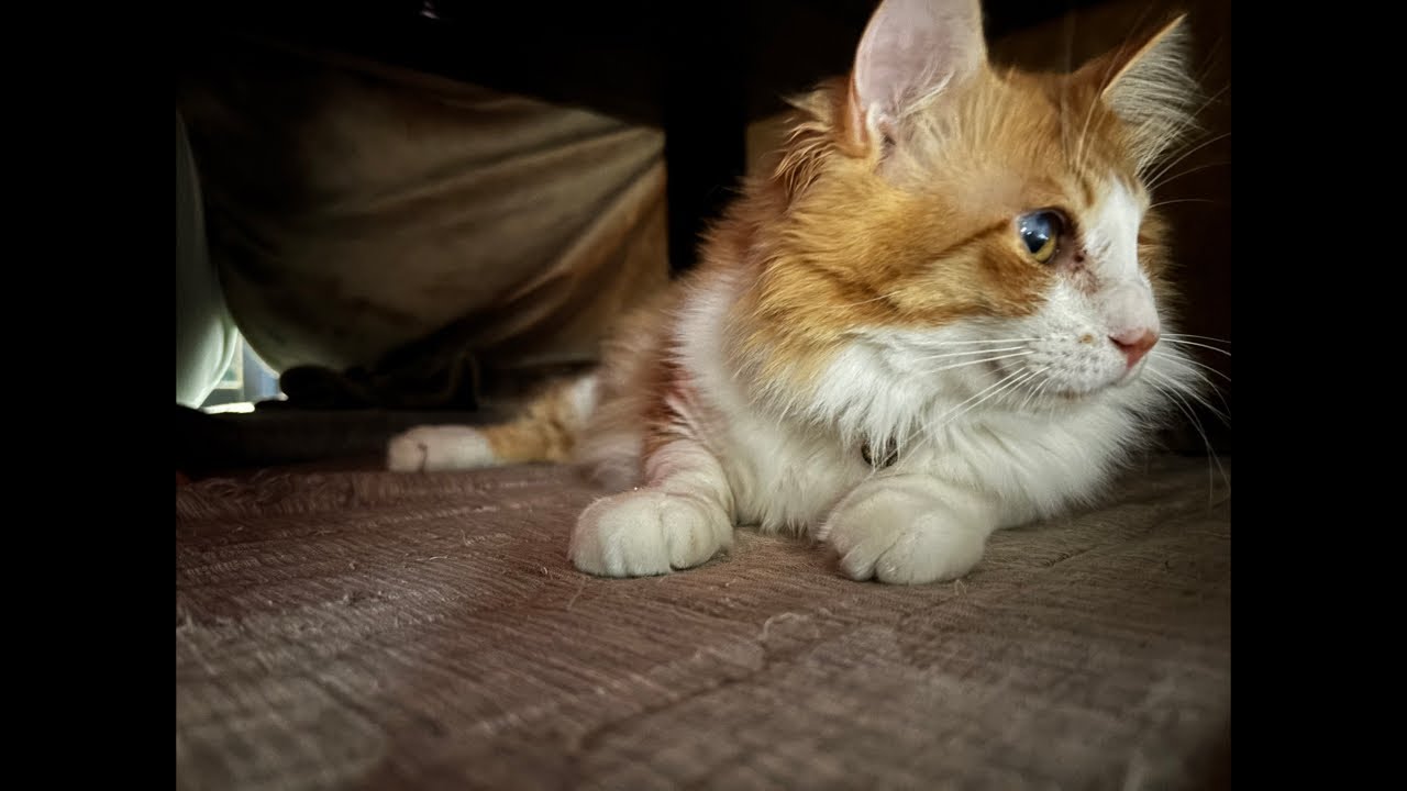 え！ニュース？｜0301（日）7：17～　Cat and gluttonous rabbit