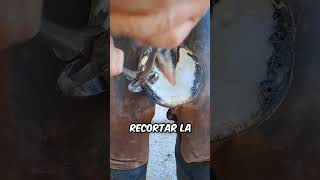 Cuidado extremo de cascos Salvando un casco de caballo descuidado