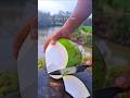 Fresh Green Coconut ASMR From Nature #asmr #cuttingasmr