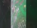 9 день развединия Betta splendens: наблюдаем за мальками