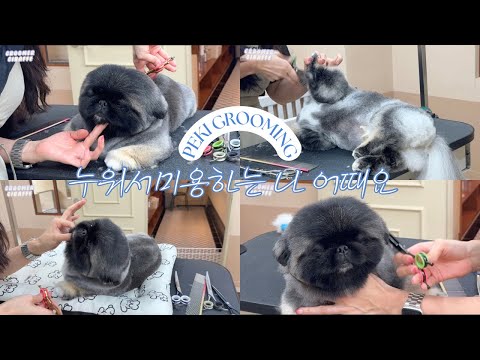 서있는시간보다 누워있는시간이 더 많은 페키니즈미용