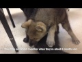 Oatland Island Wildlife Center's wolf puppies