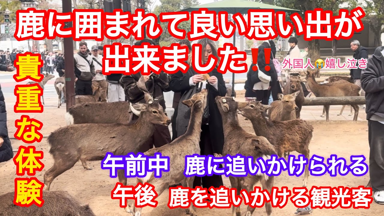 【貴重な体験】鹿に囲まれて良い思い出が出来ました‼️外国人😭嬉し泣きNARA  PARK