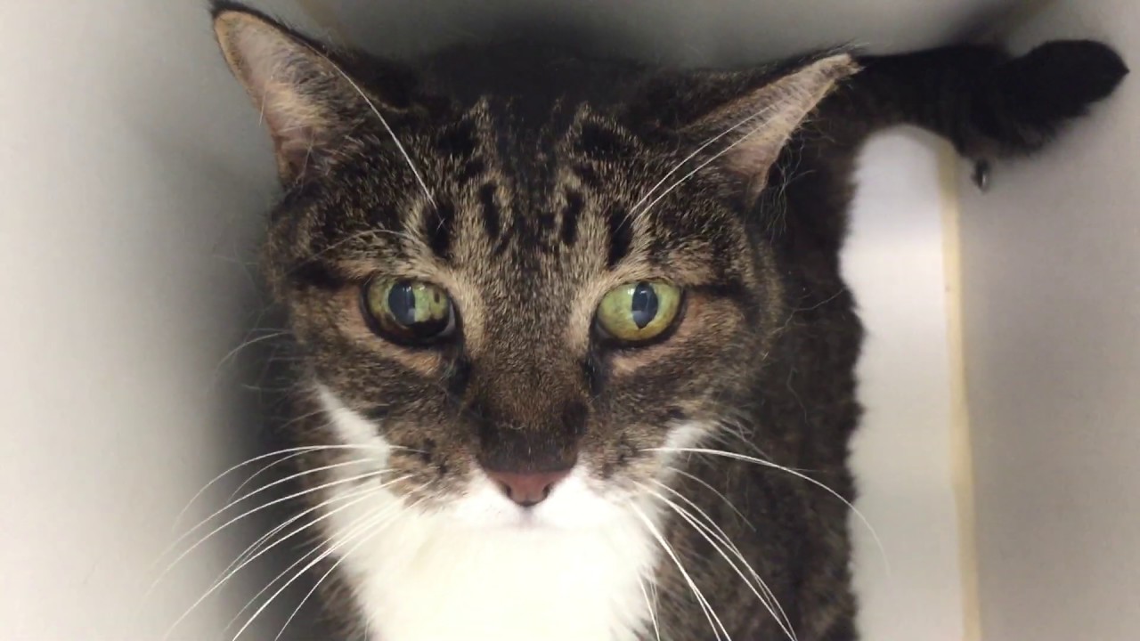 adopt cats long island Tux 71378 | Sweet Lady with the Beautiful Eyes | NYCACC