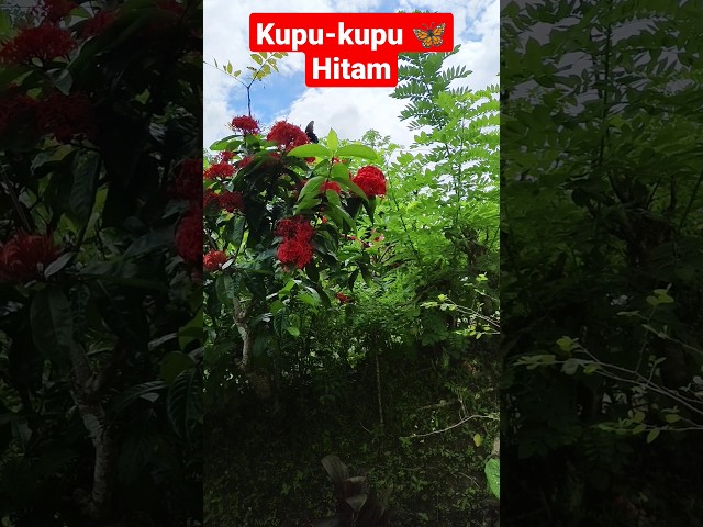 Kupu-kupu hitam apa ini? #kupukupu #indah class=