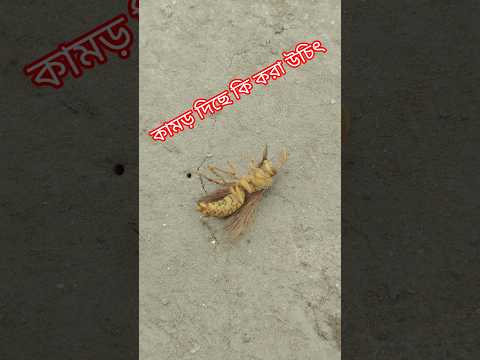 bee  #villagemarket #villagemarket #shortvideo #গ্রাম্যজীবন #villagerlifestyle #bee
