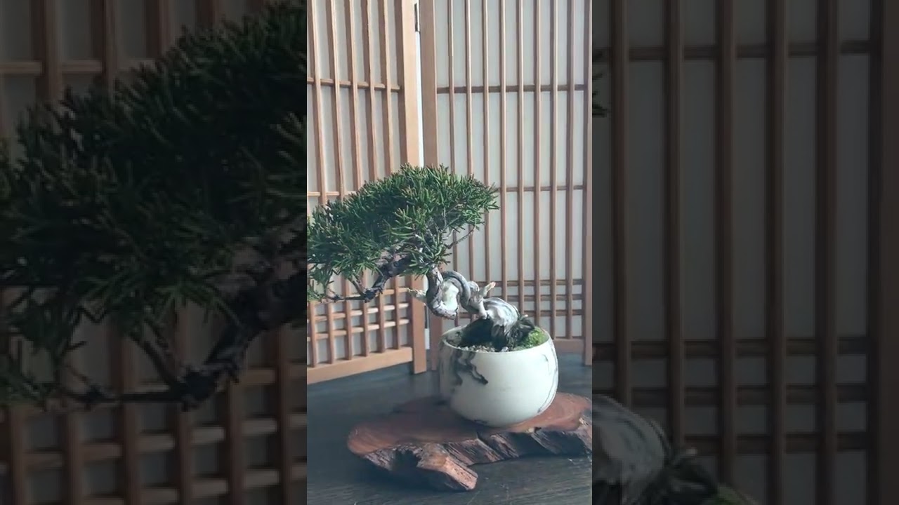 糸魚川真柏の情景盆栽【墨流し鉢】☆1点物☆ 作品動画あり 盆栽 苔玉の