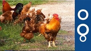 Longer Life For Broken Eggs - Futuris