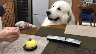 アランはケーキが食べたい greatpyrenees グレートピレニーズ