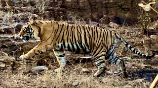 Tiger Spotting at Ranthambore National Park