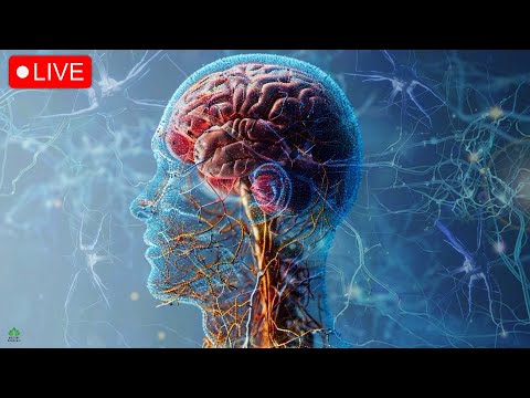 Calmez Votre Amygdale Guérir Les Crises De Panique D Anxiété Fréquences Des Ondes Cérébrales Calmez Votre Amygdale Guérir Les Crises De Panique D Anxiété Fréquences Des Ondes Cérébrales