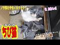 【protect the cat】外の「子猫３匹」、極寒になる前にサンルームへ入れるようになればと・・・命に係わる問題ですし😱　通いネコ 「しまちゃん」#153