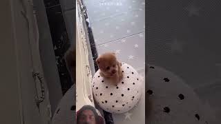 #cute #pets #new #trending #viral #hearttouching #facts #edit #funny #animals #cats #dog #camera