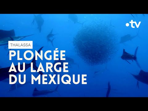 Au bout de 3 heures de navigation, bingo - Thalassa