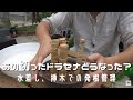 2000人記念で切ったドラセナは?観葉植物の増やし方【園芸】