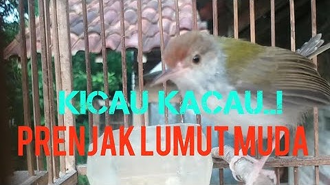 PRENJAK LUMUT anakan belajar ngebren,dijamin prenjak Lumut lain kleper2.