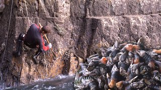 Los PERCEBES. Pesca tradicional de este crustáceo en rocas de acantilados | Perceberos | Documental