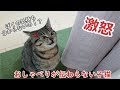ママとパパに一所懸命おしゃべりしているけど、伝わらなくてキレる子猫のビビ