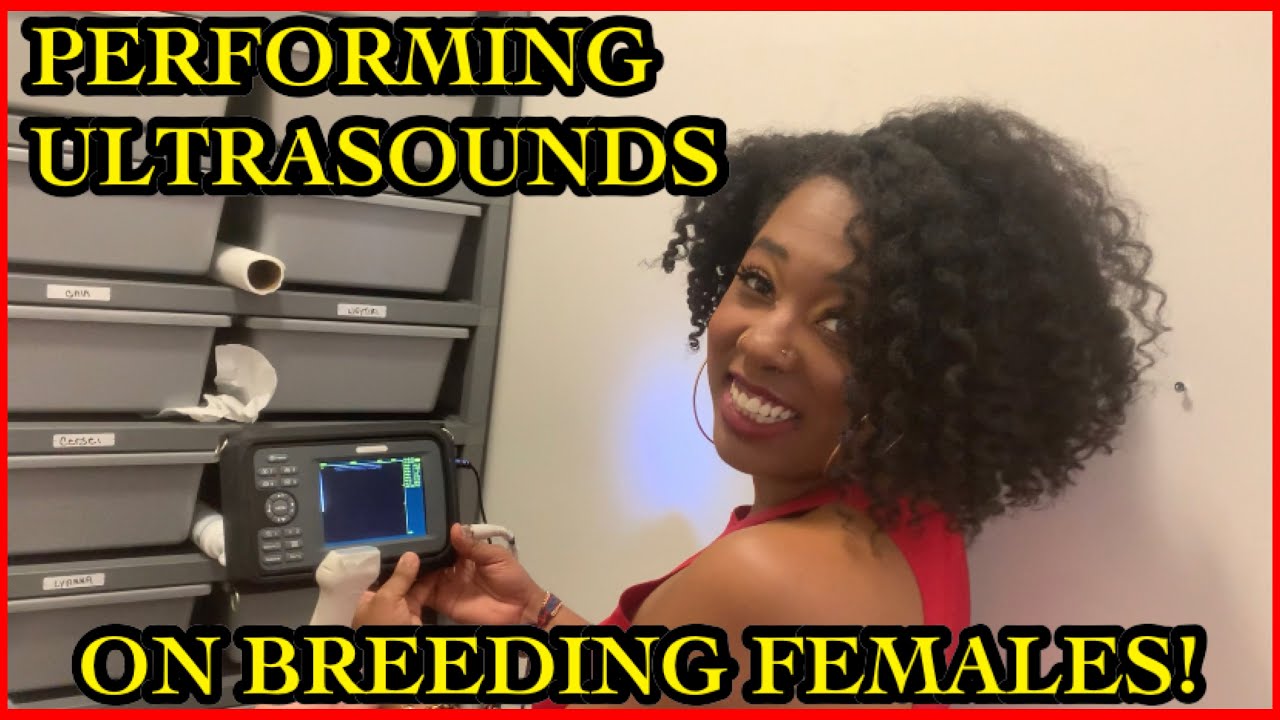 BREEDING PLANS PART 2: PERFORMING ULTRASOUNDS ON FEMALES | BALL PYTHON BREEDER | PRECIOUS PYTHONS