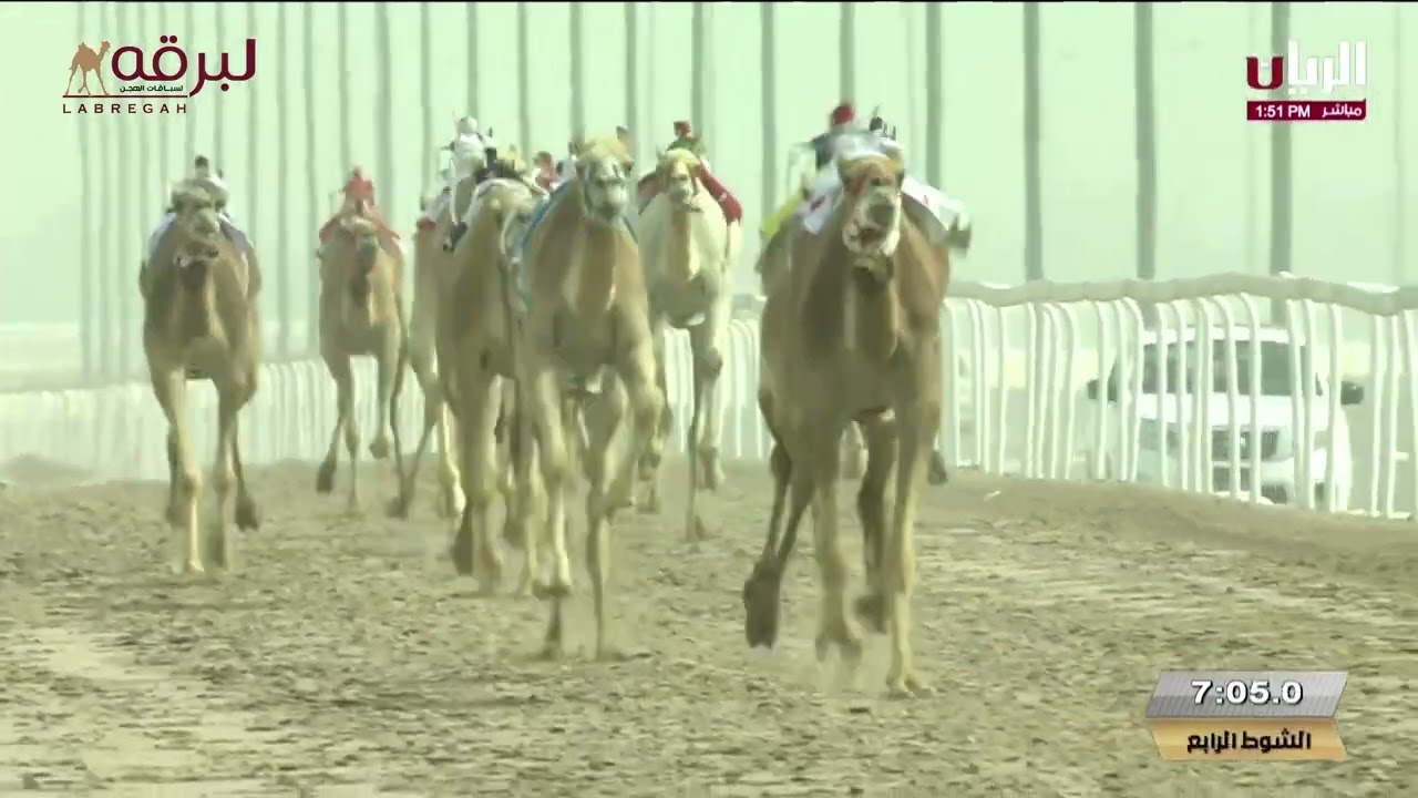 ش4 تغاريد لـ سعيد منانه غدير الكتبي (مهرجان سمو الأمير الوالد 23-02-2025م) شلفة الحيل إنتاج 12:23:78