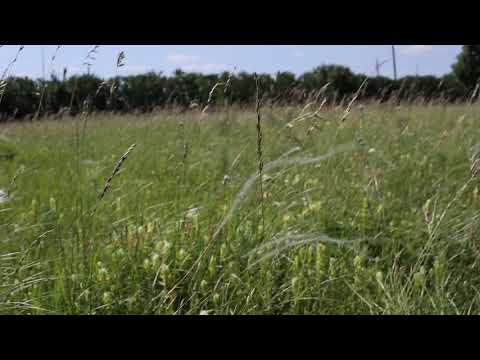 Стрелецкая Степь 18.06.2018