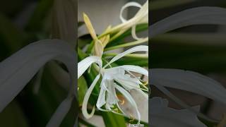 #didyouknow #plants #botanylovers #SpiderLily #PlantReels #NatureTamil #GardenVibes #BotanyFacts