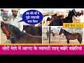सोरों मेले में आगरा के व्यापारी लाए बछेरे बछेरियां || Soron Horse Mela 2021 (Kasganj,UP)