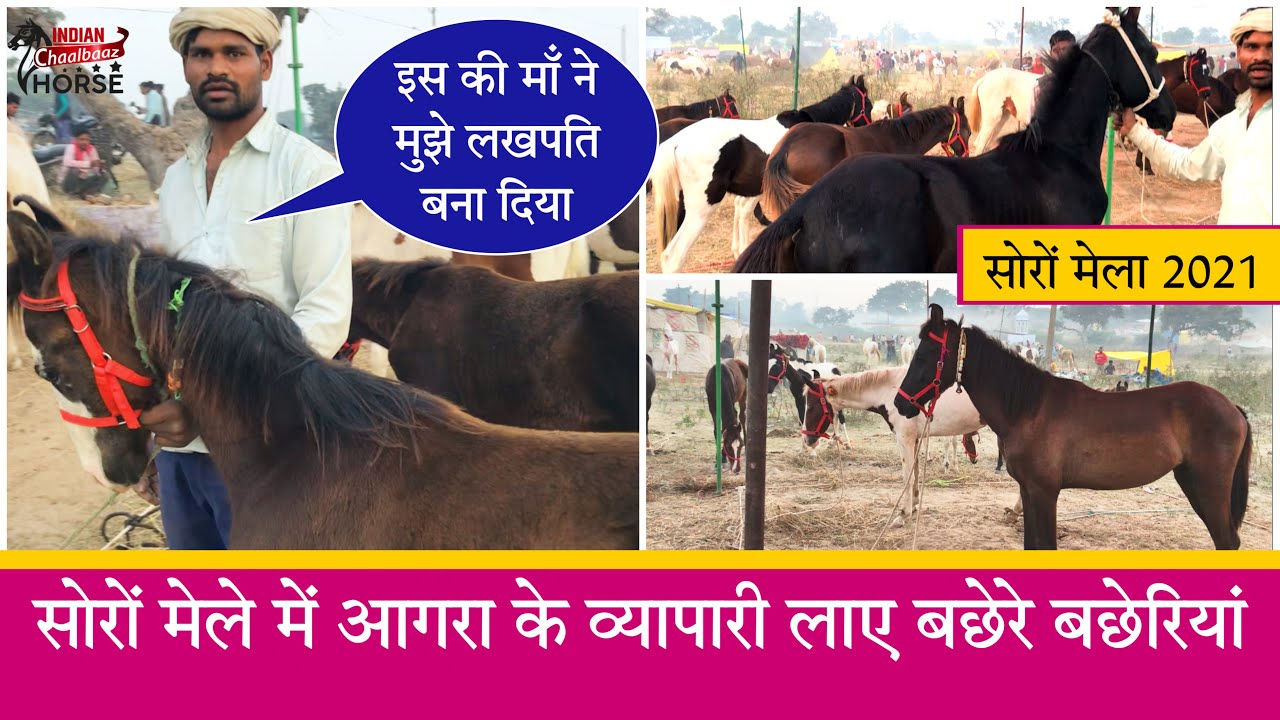 सोरों मेले में आगरा के व्यापारी लाए बछेरे बछेरियां || Soron Horse Mela 2021 (Kasganj,UP)