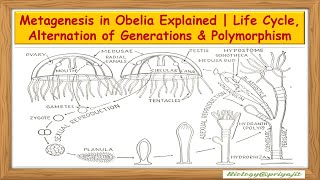 Metagenesis in Obelia Explained | Life Cycle, Alternation of Generations & Polymorphism.