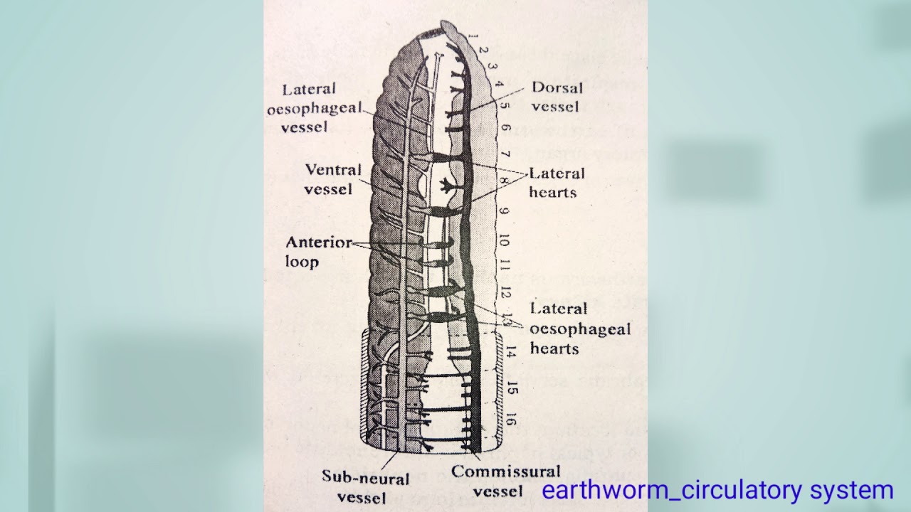 Annelida Earthworm, leech // post science entrance preparation