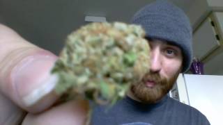 Mango Kush Flower review By MR. Chronic, Flower from CannaCopia , Urban Fields