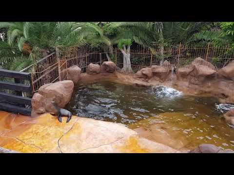 A group of California sealions