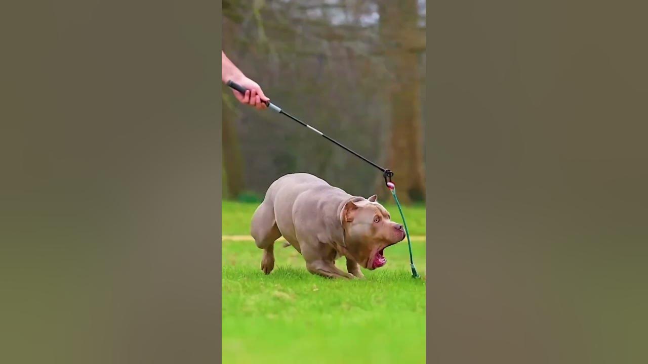 dangrouse-pitbull-dog-status-op-all-dog-video-viral-shorts-trending