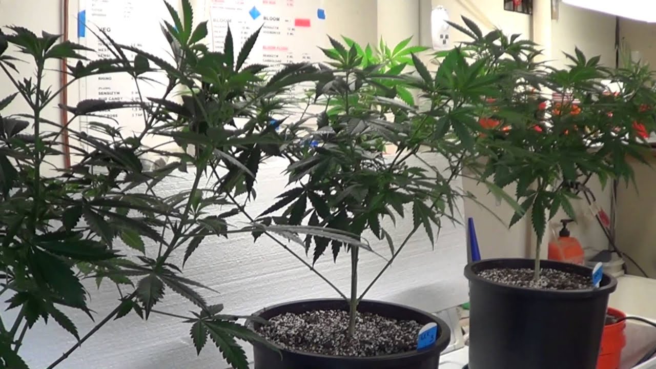 New Critical Kush Update