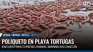 Long-tentacled polychaete surprises beachgoers at Playa Tortugas