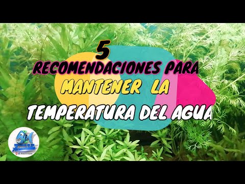 Video: Que Temperatura Debe Estar En El Acuario Y Como Mantenerla