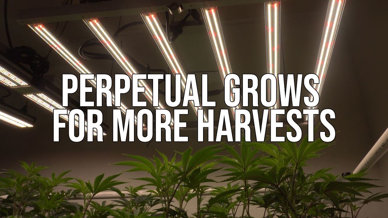 My Cannabis Grow Setup - Indoor RDWC