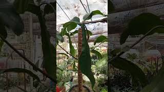 Download Lagu #Jerry Horne Philodendron Plants MP3