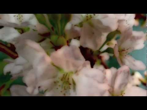 浅岡雄也 MiniAlbum 2013/3/31~