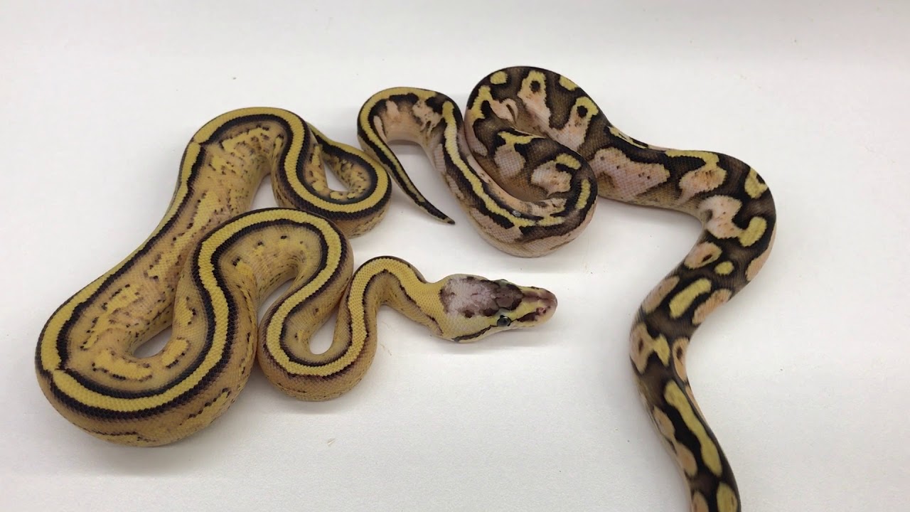 ロイヤルコペンハーゲン FAJENCE BACA エレンアルマー壁掛けポット