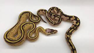 2017 Ball Pythons #7 Long Awaited Results! Wealth