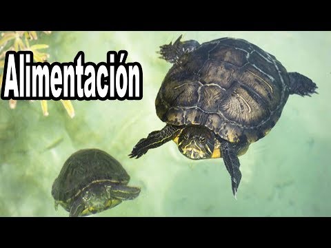 Video: ¿Pueden las tortugas de agua comer comida para perros?