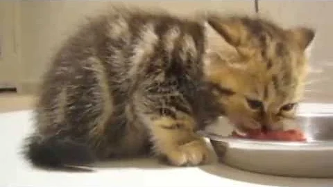 Video 737911: british shorthair kittens, best kitten food, cat