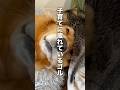 初めての子育てに疲れてしまったゴールデンレトリバー【保護子猫】#shorts