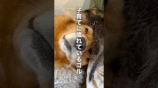 初めての子育てに疲れてしまったゴールデンレトリバー【保護子猫】#shorts