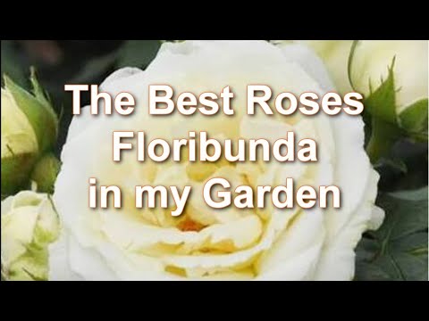Video: Floribunda rose: popis, výsadba a starostlivosť