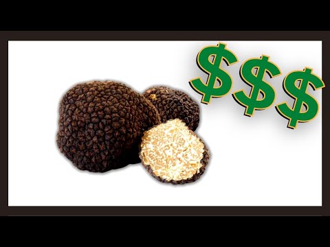 Vídeo: Cogumelo trufado - o mais caro e inusitado